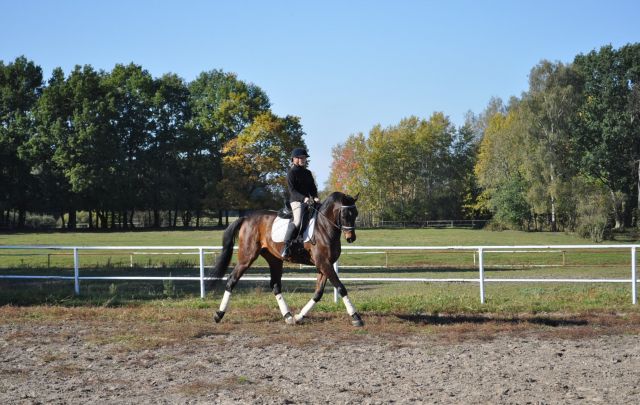 nowy konik
